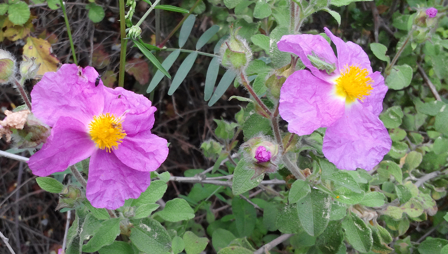  Cistus Incanus Pink Rockrose